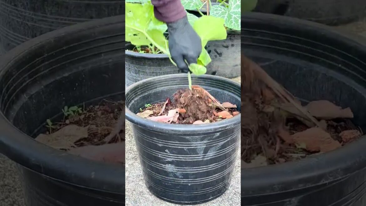 #Houseplants #2026 #231 Pumpkin | Cucurbita pepo | Cucurbitaceae | Cucurbits | Winter Squash | Kaddu