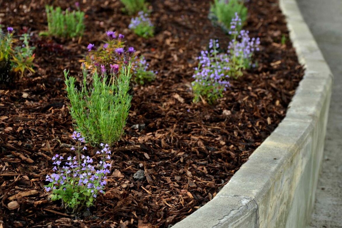 Martha Stewart Living