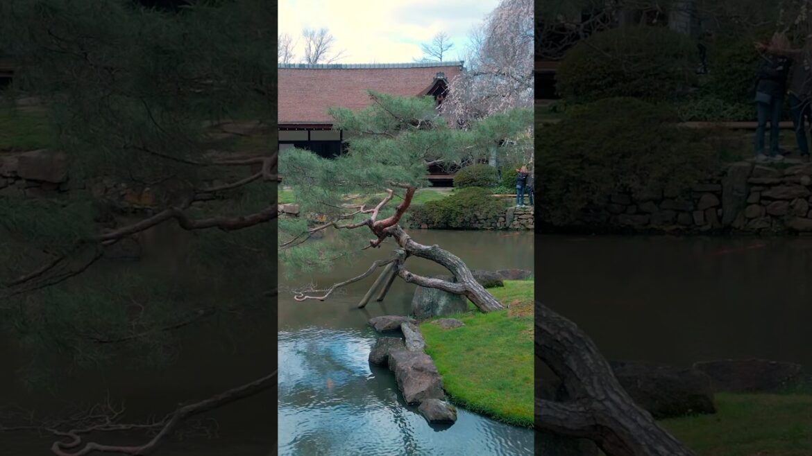 Quintessential JAPANESE GARDEN & ARCHITECTURE Tour: Shofuso #garden #gardening