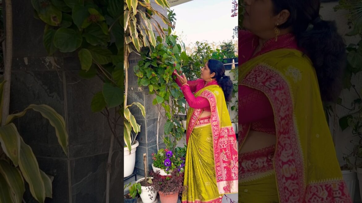 #gardening #home #garden #gardeningtips #flowers #balconygarden #plants #indoorplants #motivation