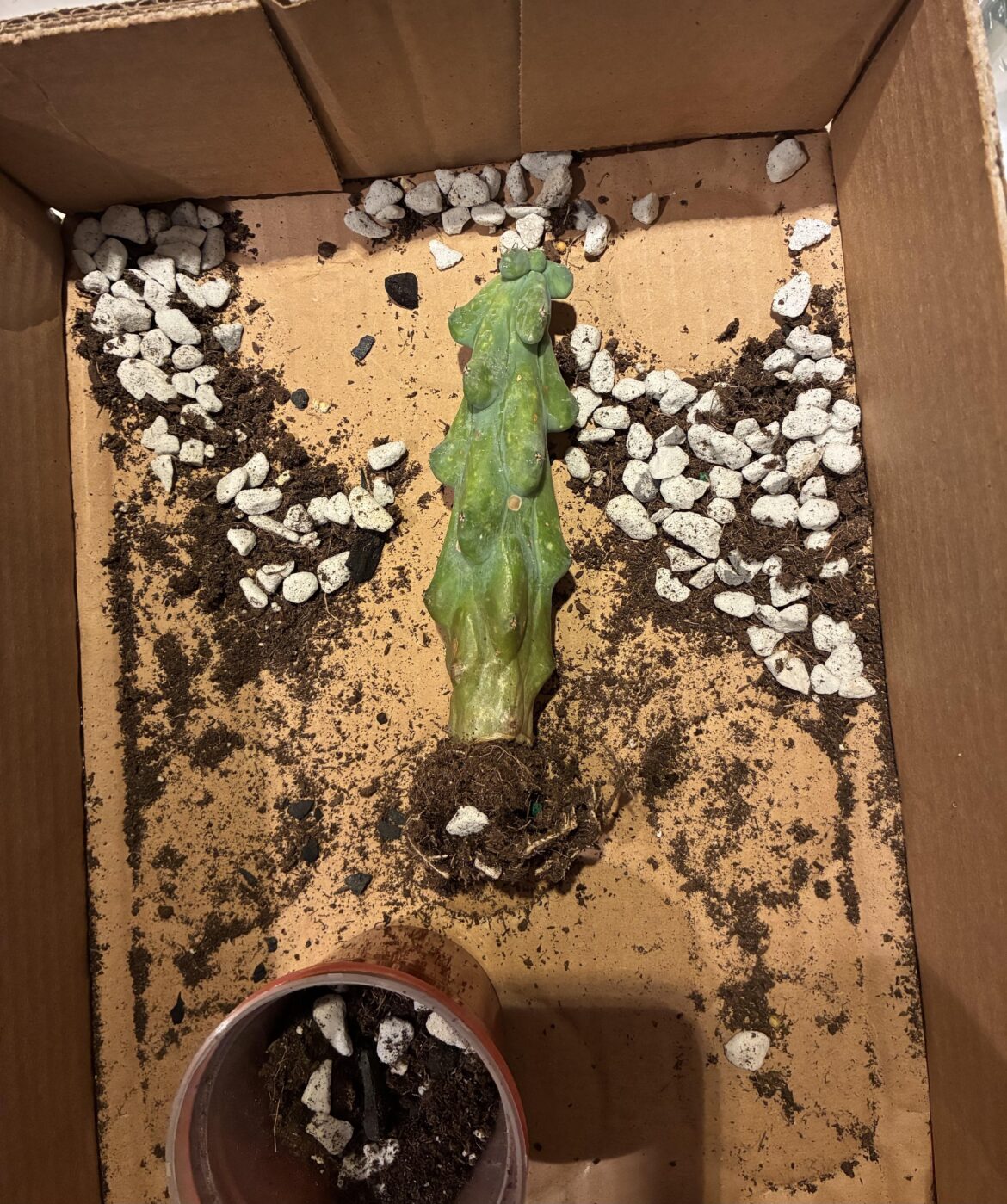 Is my boobie cactus rotting?