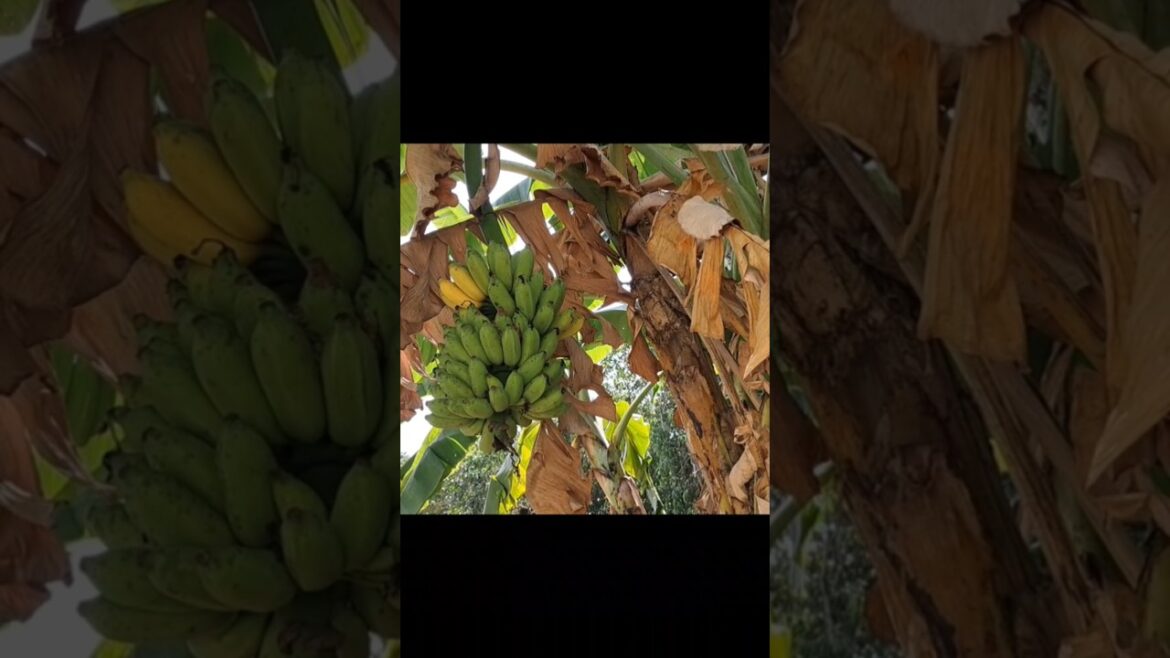 compound la saanchiduchu #trending #garden #shortsviral #shorts compound la saanchiduchu #trending #garden #shortsviral #shorts