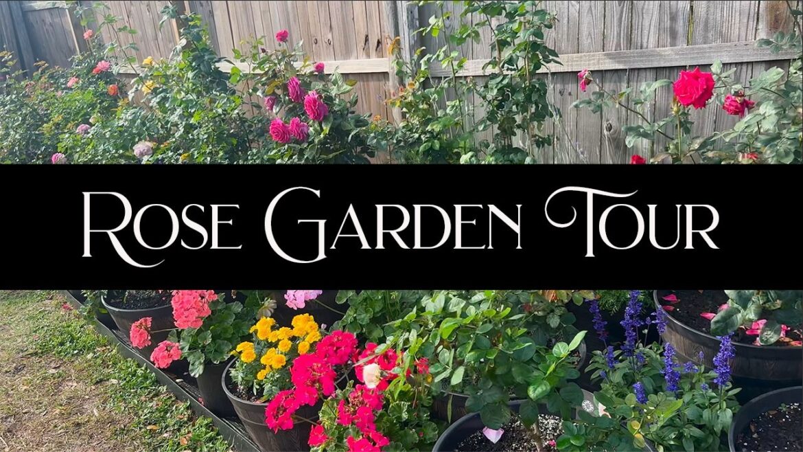 Rose Garden Tour / January 2025