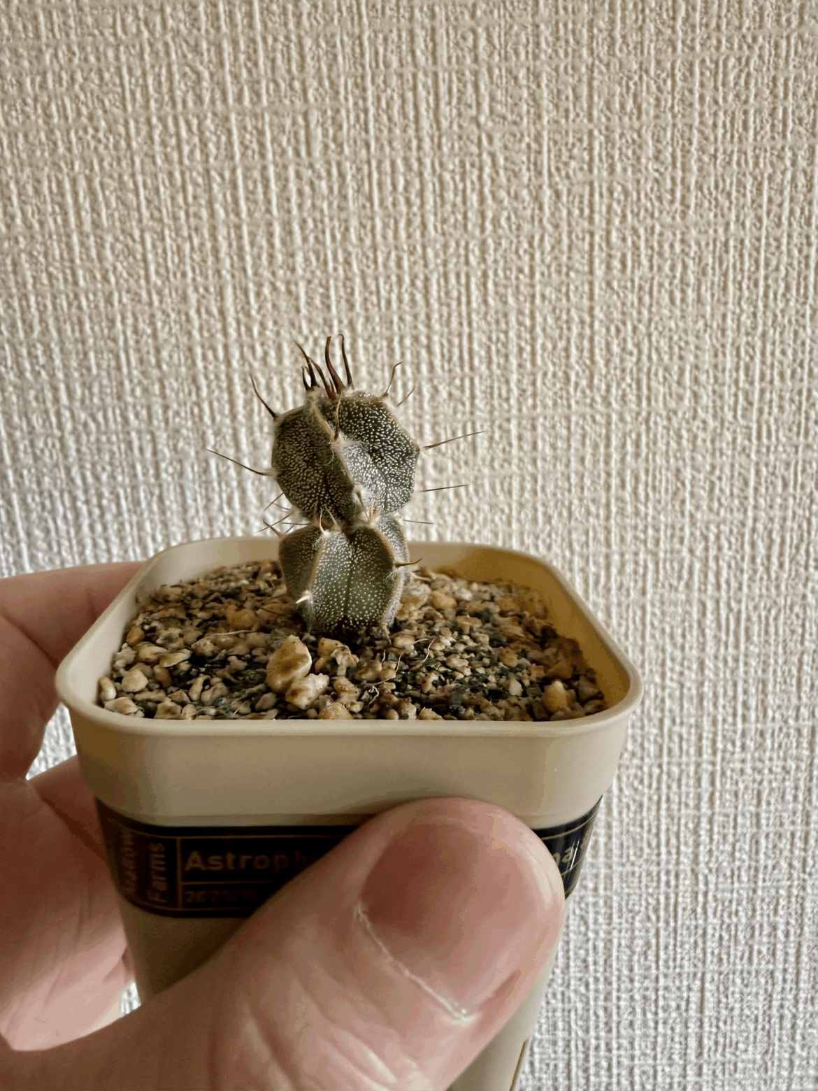 Astro seedling got damaged and grew a hat