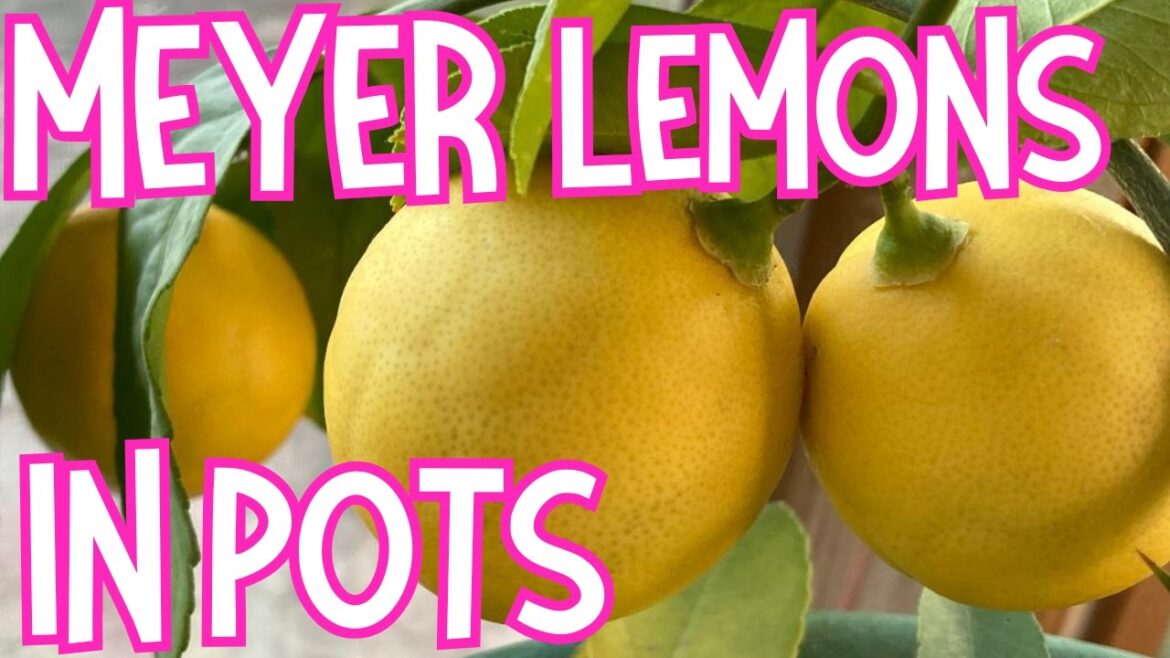 Container gardening MEYER LEMON TREE in zone 5 | Growing & Harvesting Meyer Lemon Plant Full Season Container gardening MEYER LEMON TREE in zone 5 | Growing & Harvesting Meyer Lemon Plant Full Season