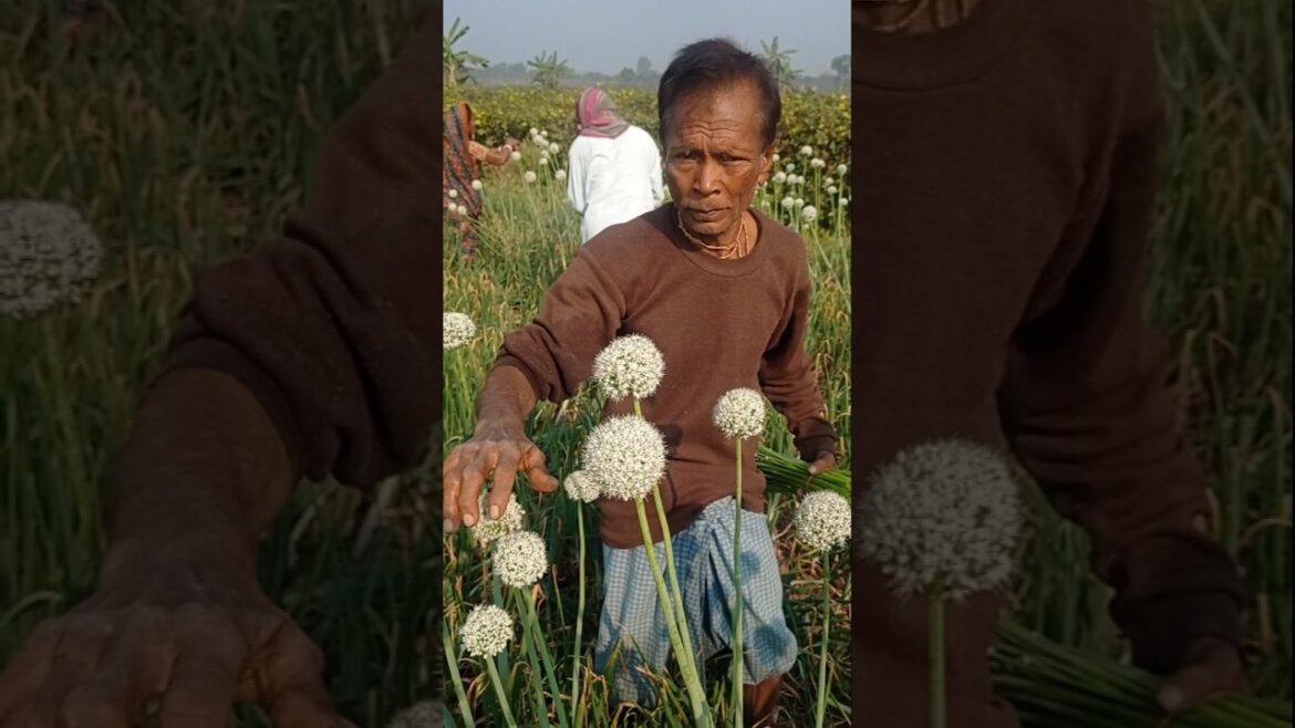 How to Hand Pollinate Onion Flowers (Morning Routine) #shorts