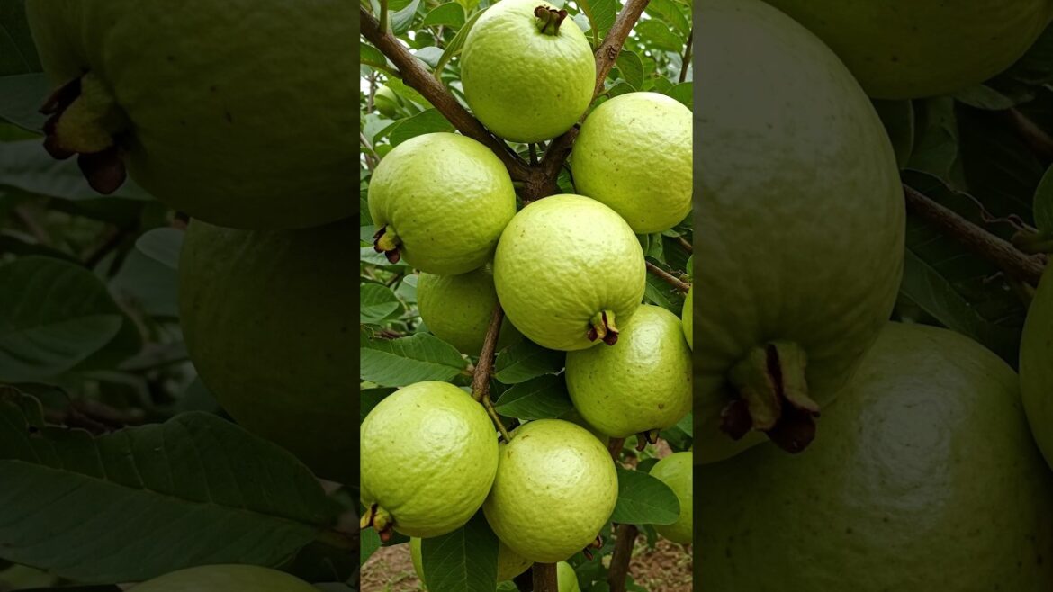 Grow Guava Tree FAST with These Tissue Tips! #guava #gardening