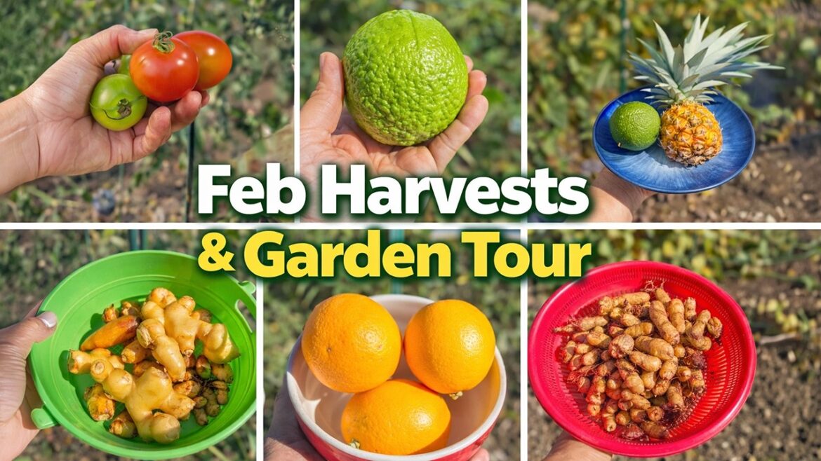 California Gardening: Bountiful February Garden Tour & Harvest: Ginger, Guavas, and More! Bountiful February Garden Tour & Harvest: Ginger, Guavas, and More!