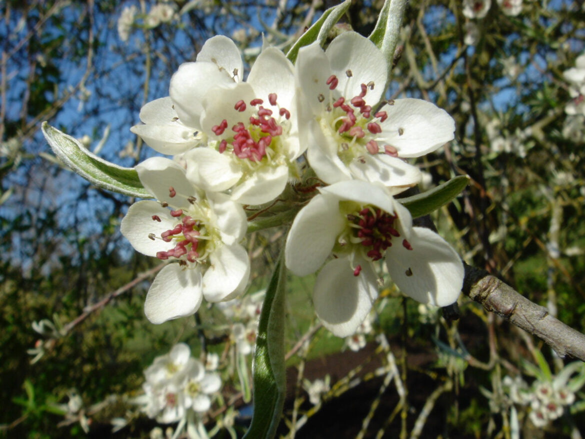 Garden Help Desk: Evaluating the risk of frost damage to fruit trees | News, Sports, Jobs Garden Help Desk: Evaluating the risk of frost damage to fruit trees | News, Sports, Jobs