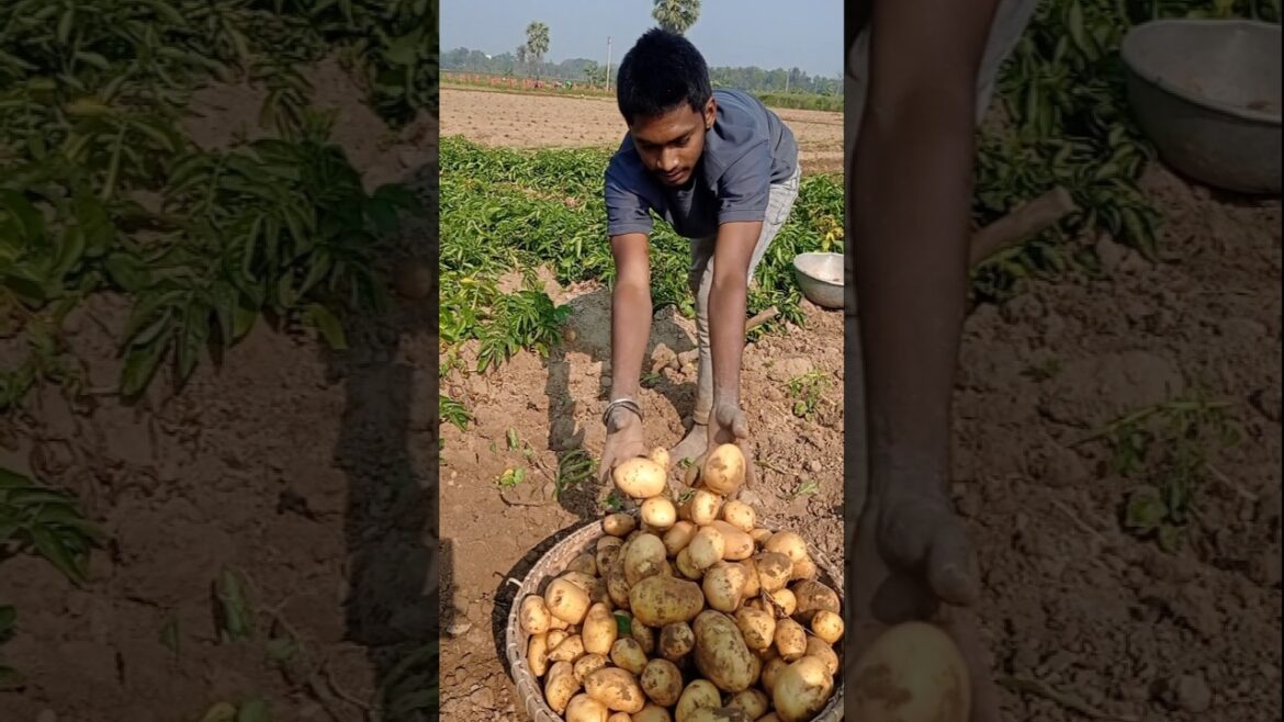 Peaceful Morning Potato Harvest Scene 🌾🥔 #shorts