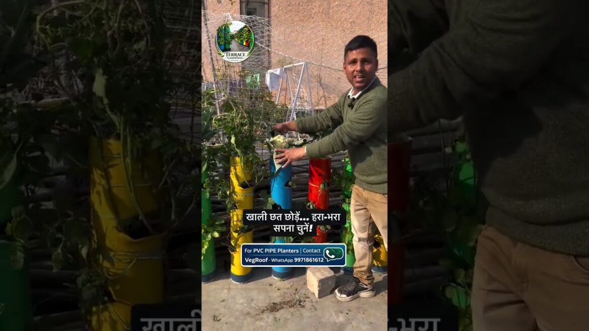 Turn your terrace into a smart green space with Terra Gardening using innovative PVC Pipe Turn your terrace into a smart green space with Terra Gardening using innovative PVC Pipe