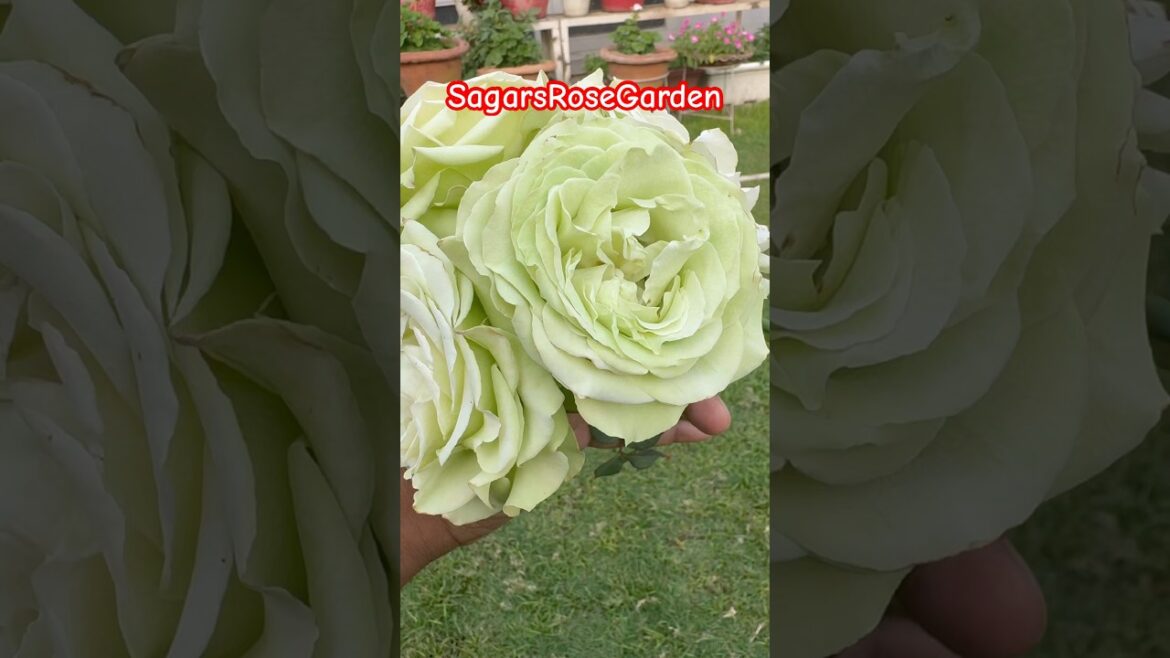 Green Rose 🌹 #dutch #rose #gulab #davidaustinroses #rosé #gardening #terracegarden #reels #shorts Green Rose 🌹 #dutch #rose #gulab #davidaustinroses #rosé #gardening #terracegarden #reels #shorts