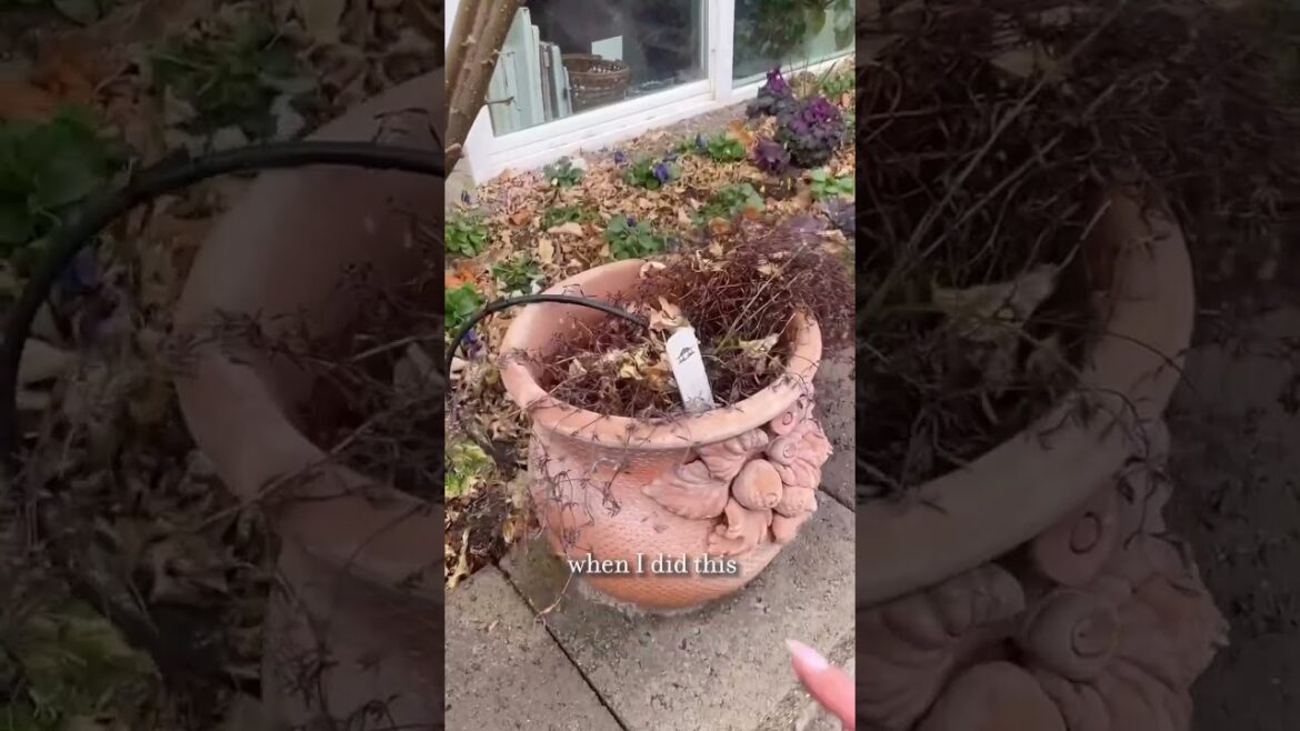 Drip Lines in the garden: I have raised vegetable beds, lots of hydrangeas, and lots of annuals, Drip Lines in the garden: I have raised vegetable beds, lots of hydrangeas, and lots of annuals,