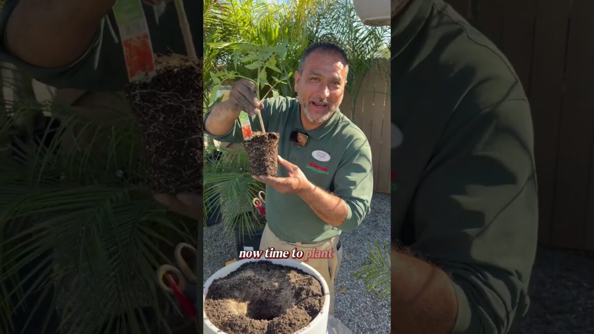 Large Pots, Bigger Tomatoes: The Complete Method #gardening #tomato Large Pots, Bigger Tomatoes: The Complete Method #gardening #tomato
