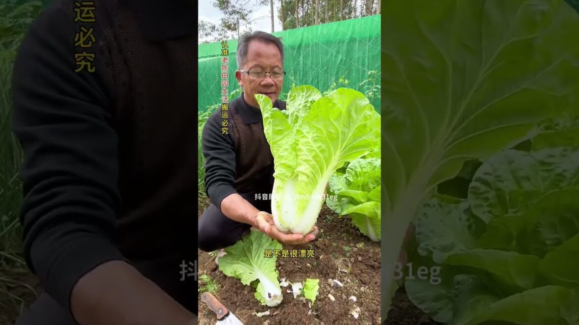 Spring's Creamy Quick Veggie Planting Guide - Perfect for Every Gardener