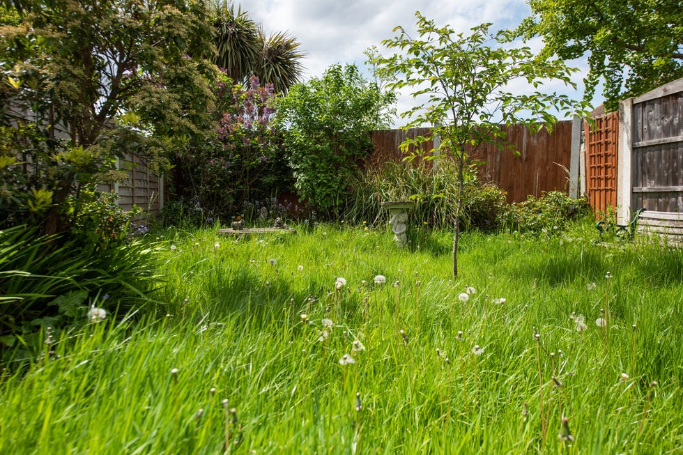 a general view of a small unkept back garden with long uncut grass with weeds, timber fence, tree and shrubs, bushes