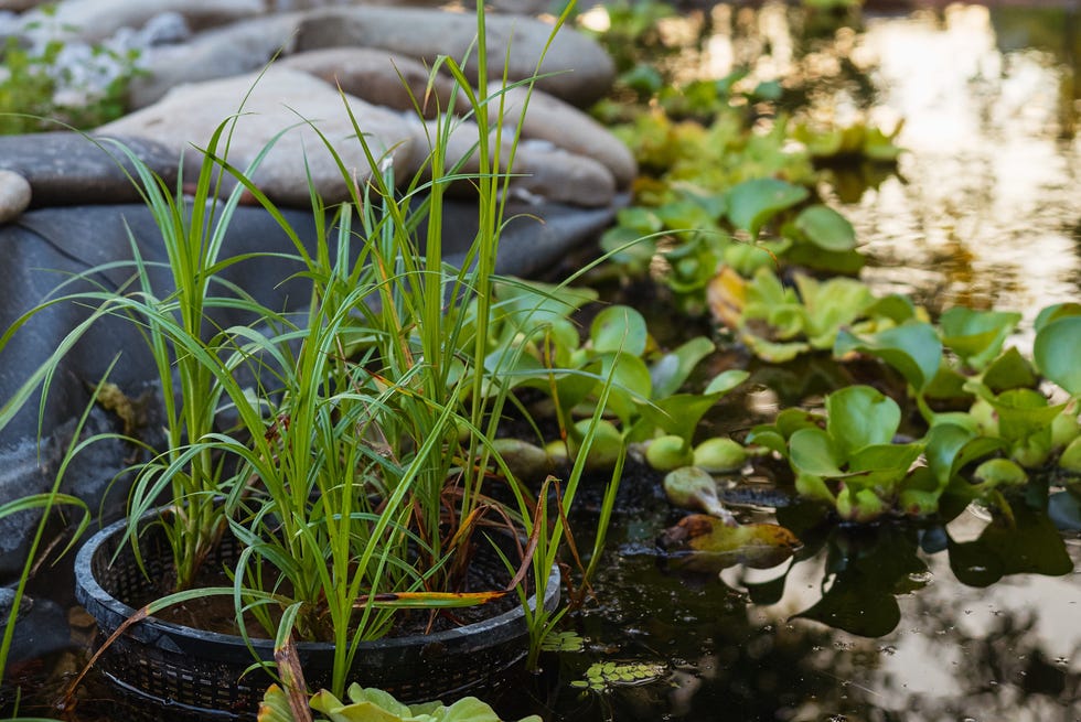 close up green carex grass in a pot standing on water pond