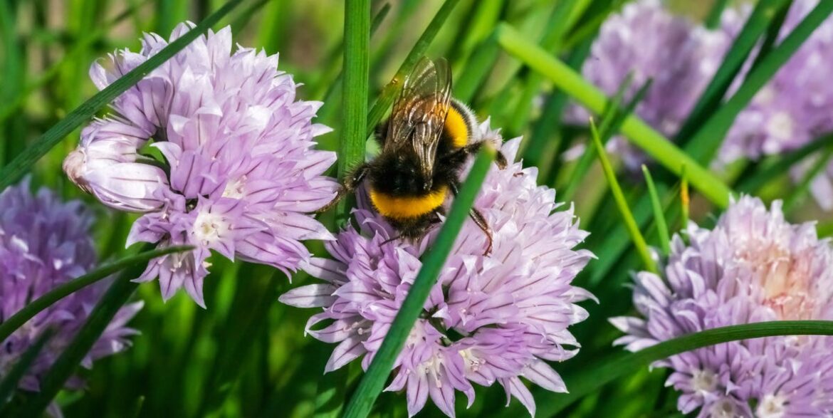 How to Create a Wildlife-Friendly Garden That Attracts Bees and Birds Year-Round