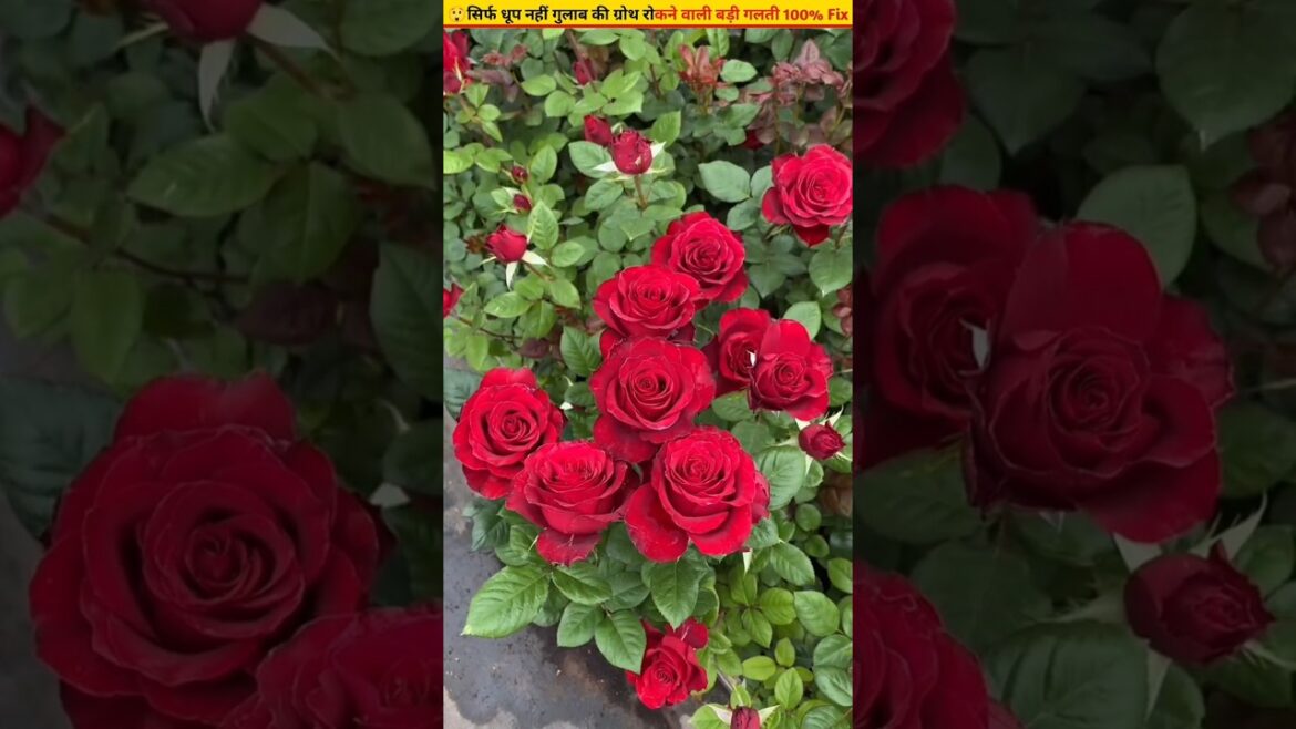 😲3 Big Mistakes That Stall Rose Growth 100% Fixed #plantcare #gardening 😲3 Big Mistakes That Stall Rose Growth 100% Fixed #plantcare #gardening