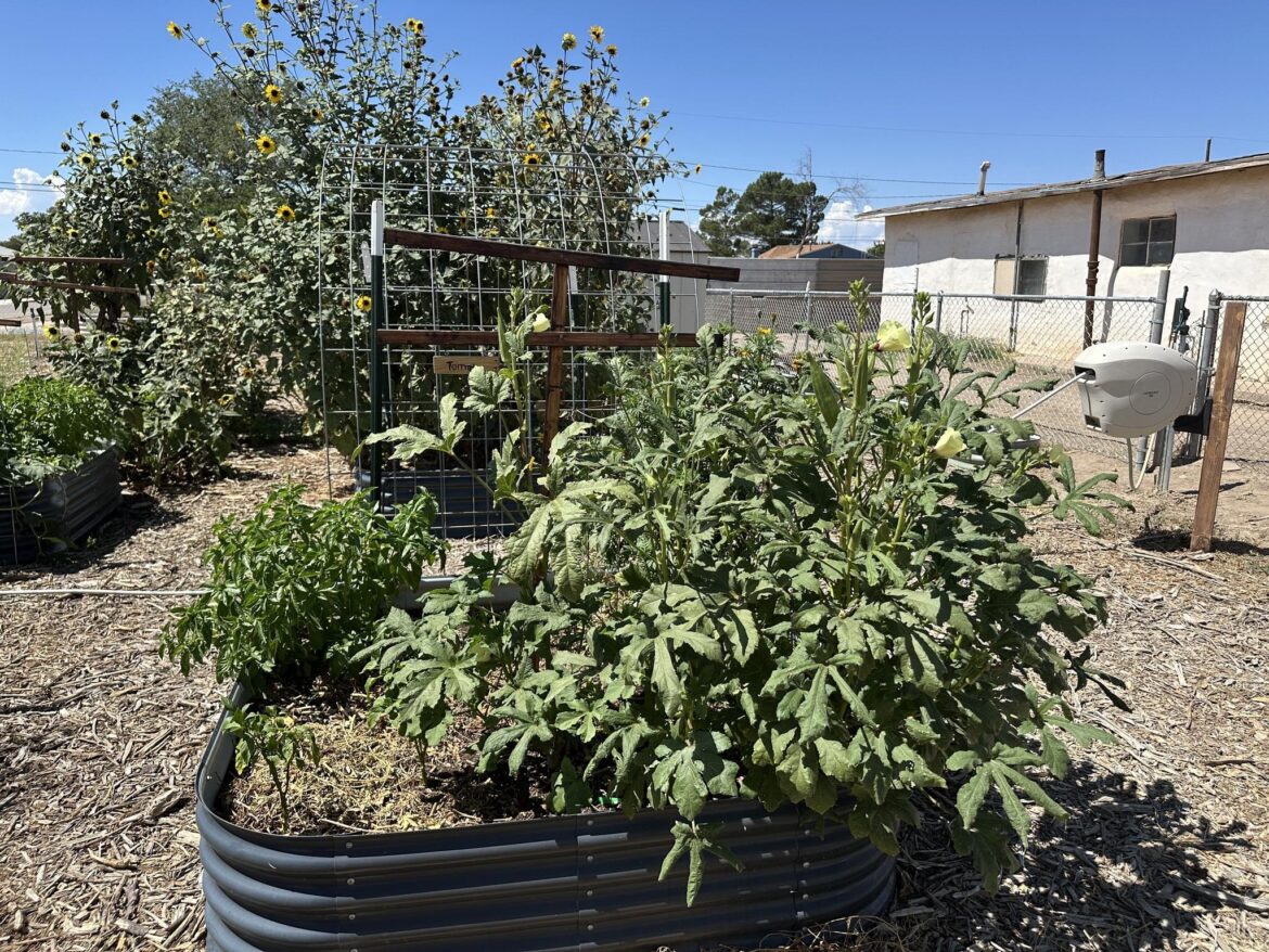 Local website educates Alamogordo community on gardening