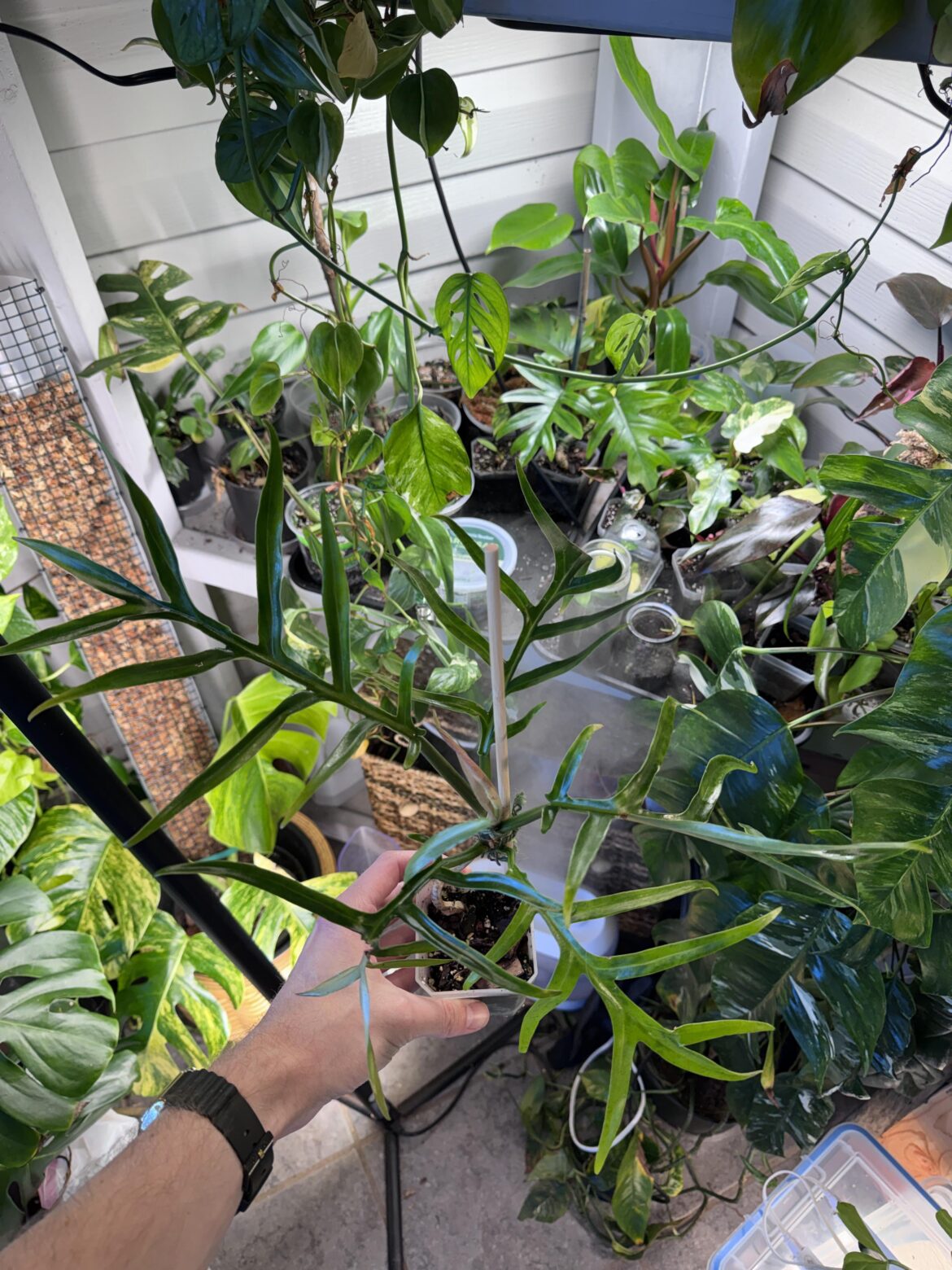 Tortum or Polypodioides