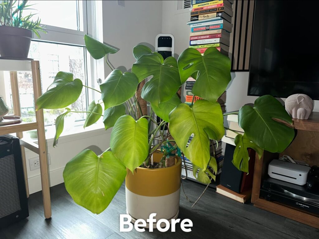 Repotting (…gone wrong?)