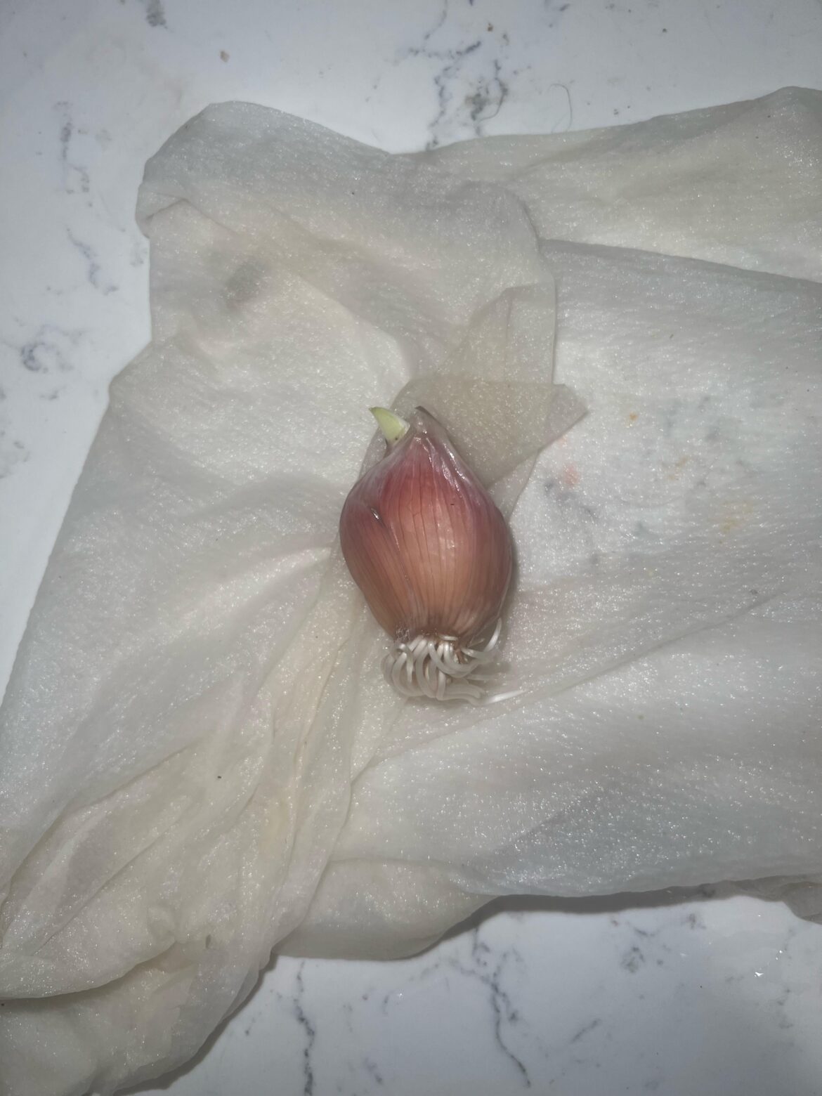 Sprouting garlic!