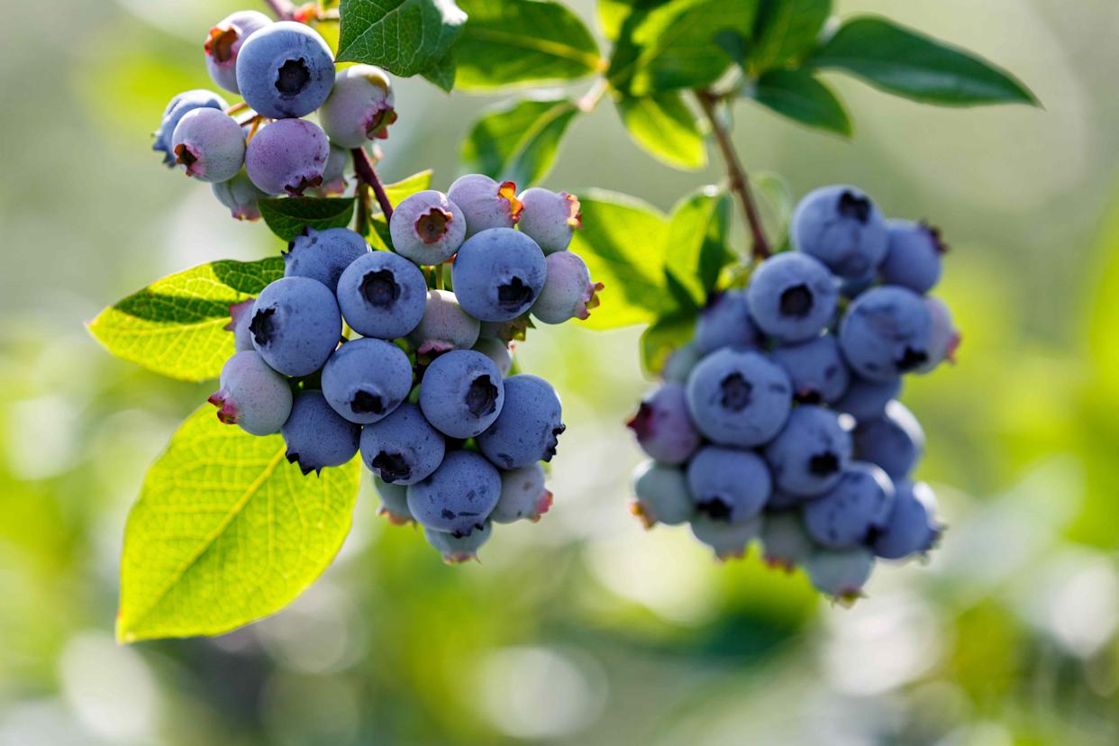 Credit: ds3ann / Imazins / Getty Images