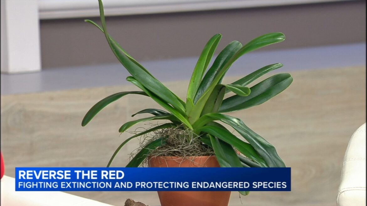 The Morton Arboretum, Chicago Botanic Garden share details of 2026 Reverse the Red Day in effort to reverse extinction