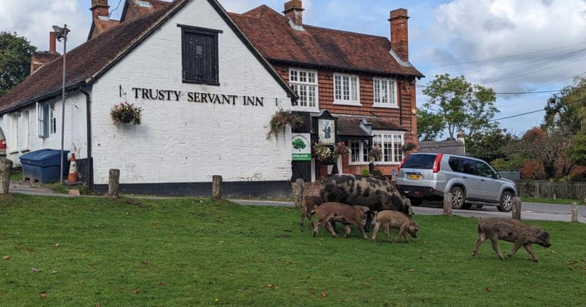 The Trusty Servant New Forest pub boasts a huge beer garden