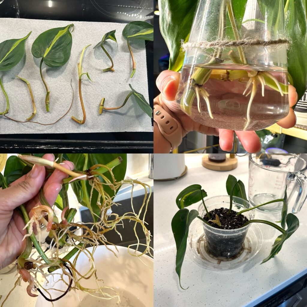 I’m obsessed!!!☺️🤓✂️🌱💚