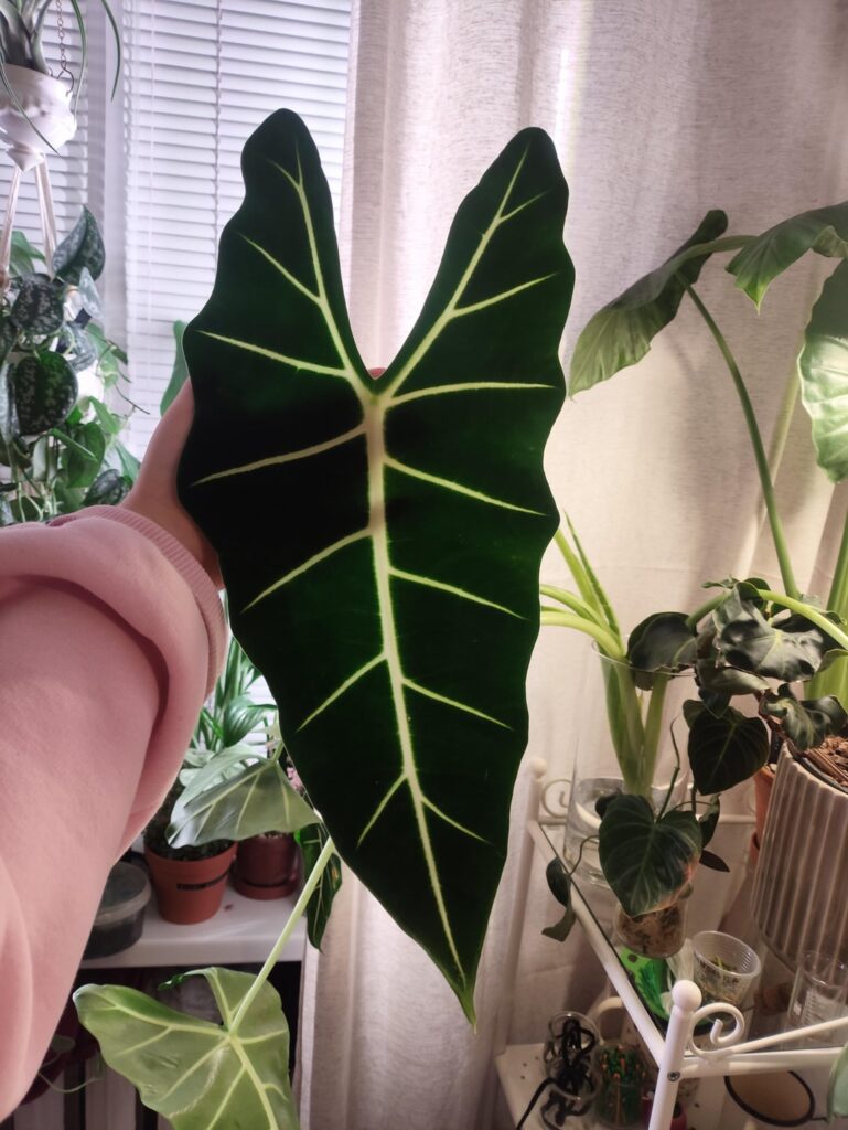 My new alocasia