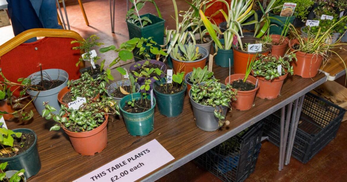 Discussion on new plants for 2026 coming to Helensburgh