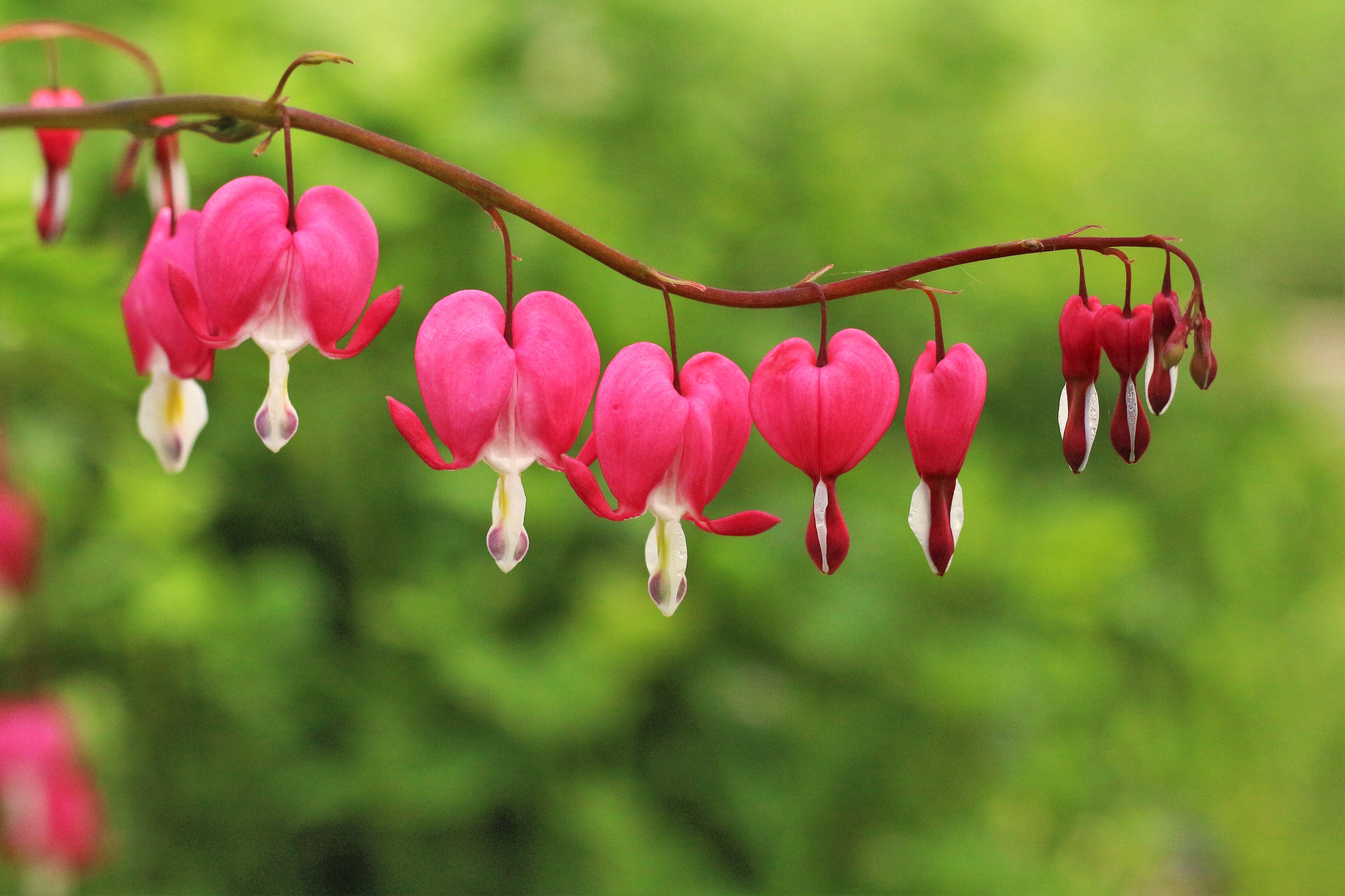 Close-up of pink flowering plant,Lower Silesia,Poland
