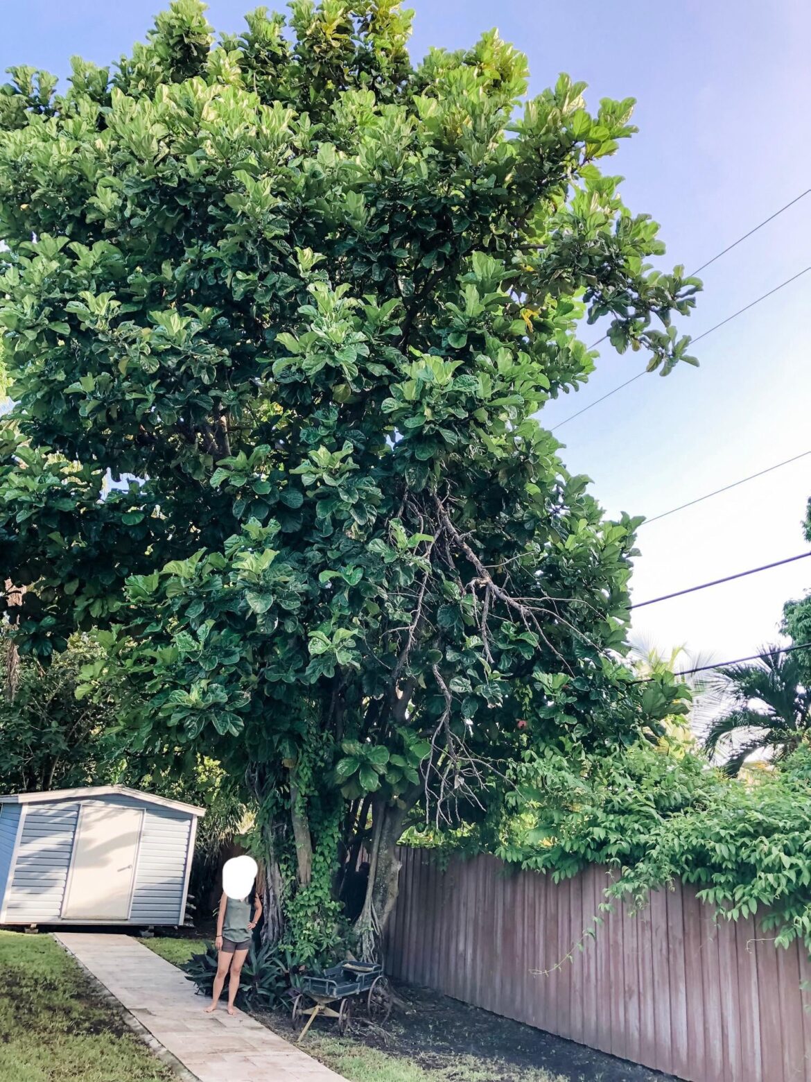 An absolute unit of a fiddle leaf fig at my sister’s house in Florida