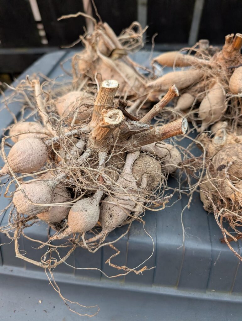 Anything I need to be doing to make sure these grow well this year?