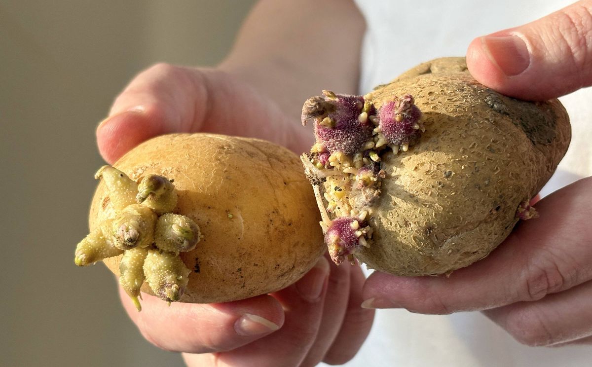 Female hands holding sprouted potatoes. Germinating potato