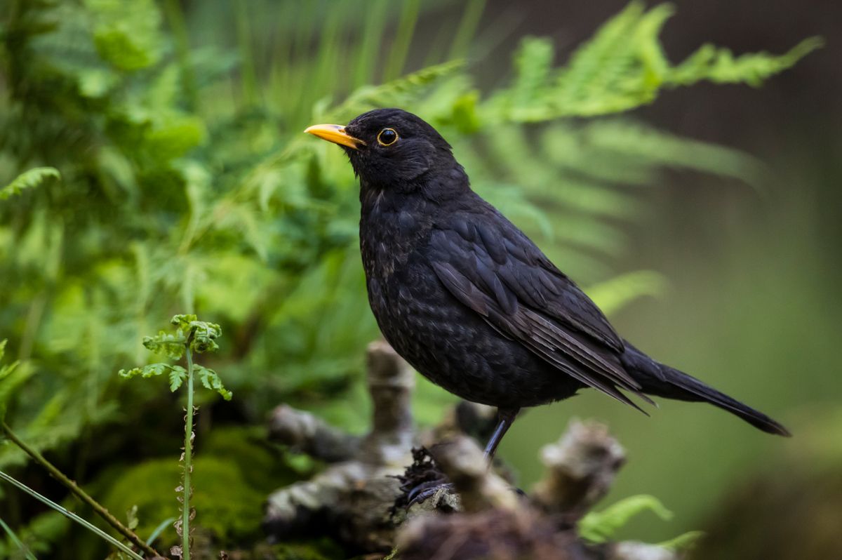 Blackbirds are dying in droves from a killer virus but gardeners can take action to help them