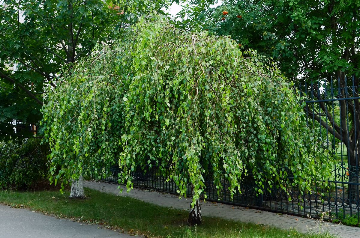 Weeping silver birch in the park, Betula pendula. Tree growing with branches down.
