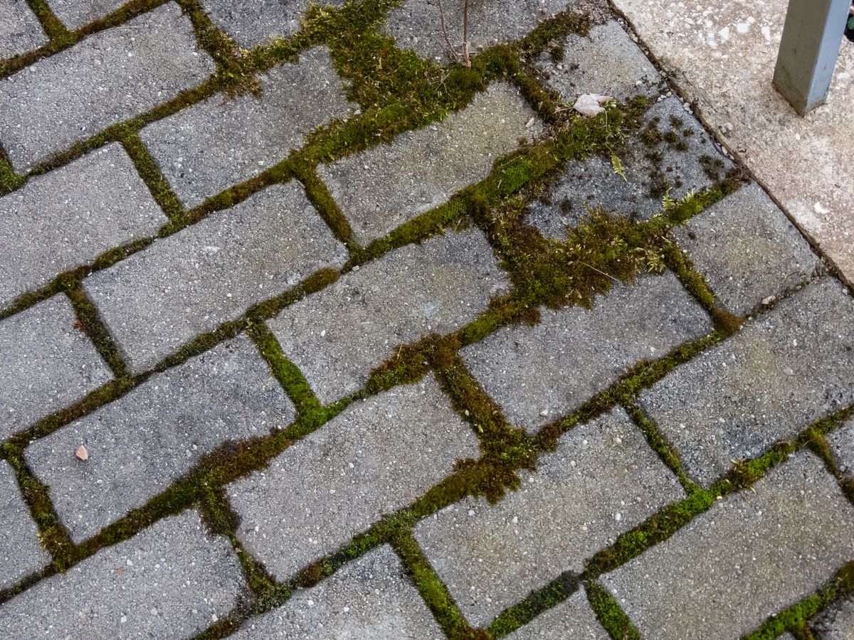 Moss can appear on patios and driveways.