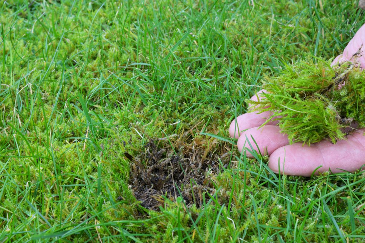 Lawn in the garden with moss in hand. 