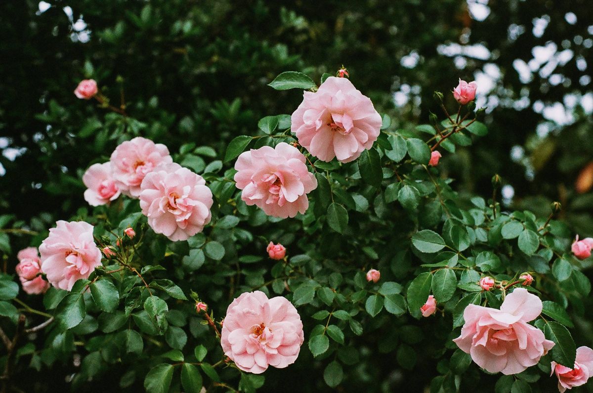 Close-up of pink roses blooming in ornamental garden