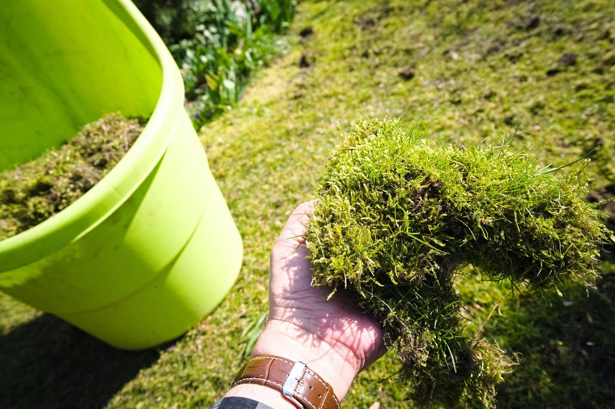 Thick moss with a lawn held in a gardener's hand. 