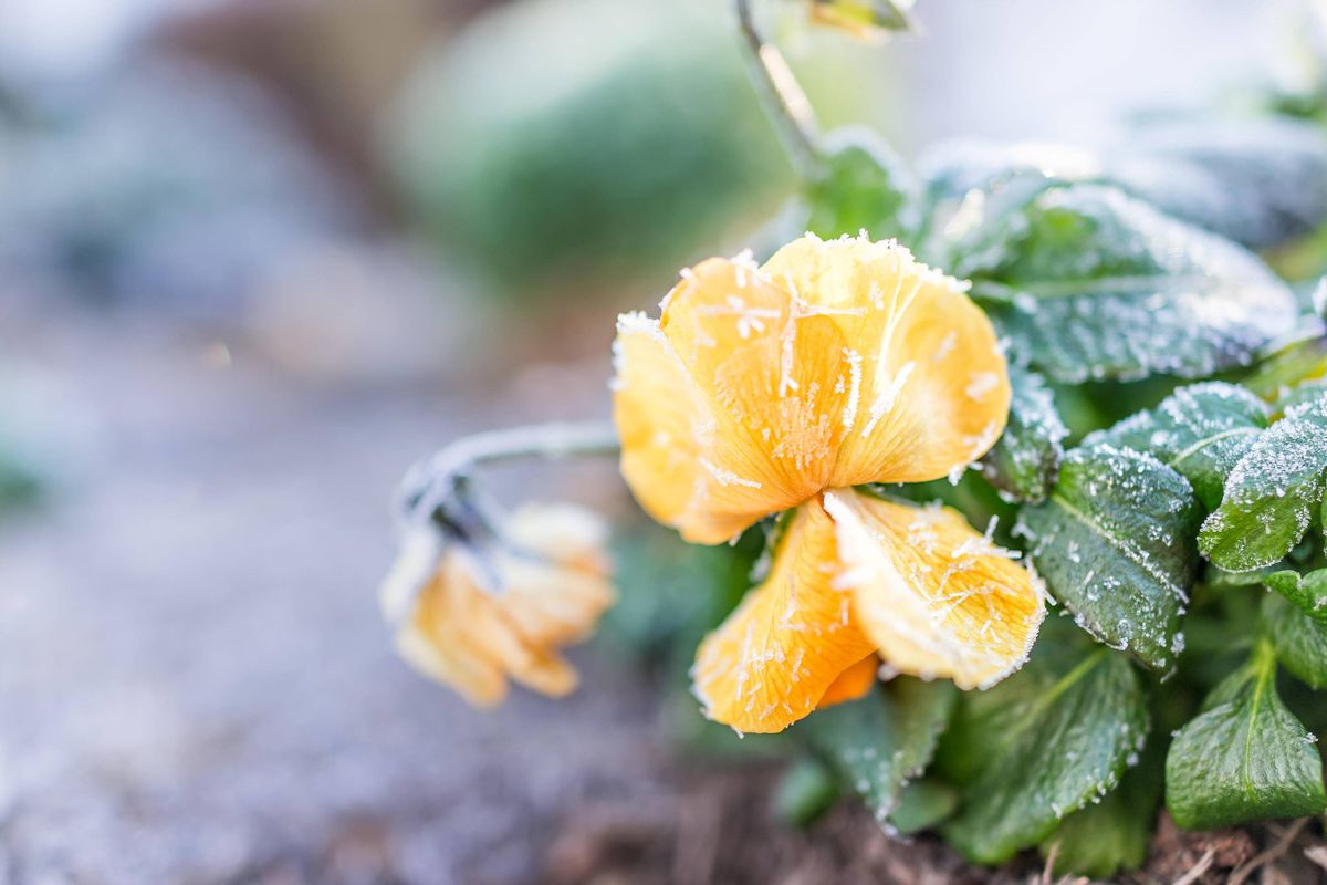 This is an undated stock photo of pansies in the frost. See PA Feature GARDENING Jobs. WARNING: This picture must only be used to accompany PA Feature GARDENING Jobs.