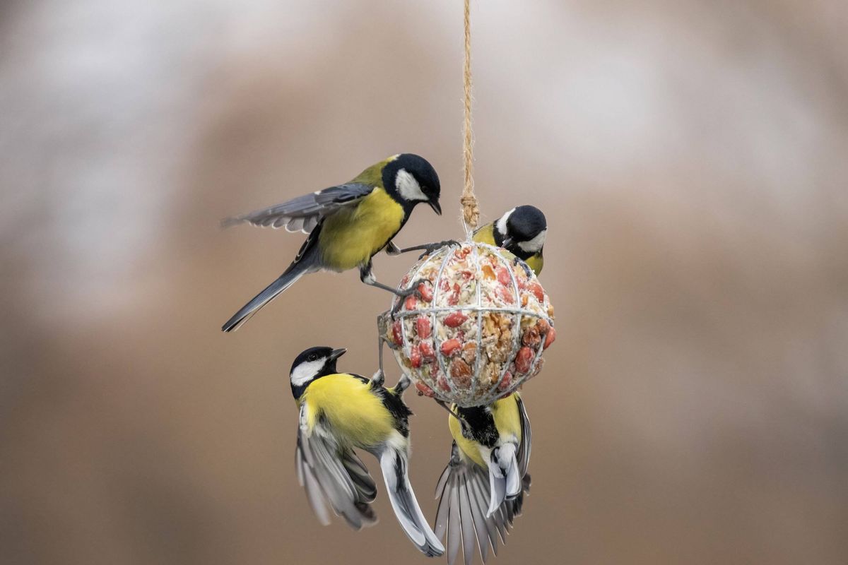 a group of hungry tits birds flying near a ball of a feeder with nuts in a winter garden