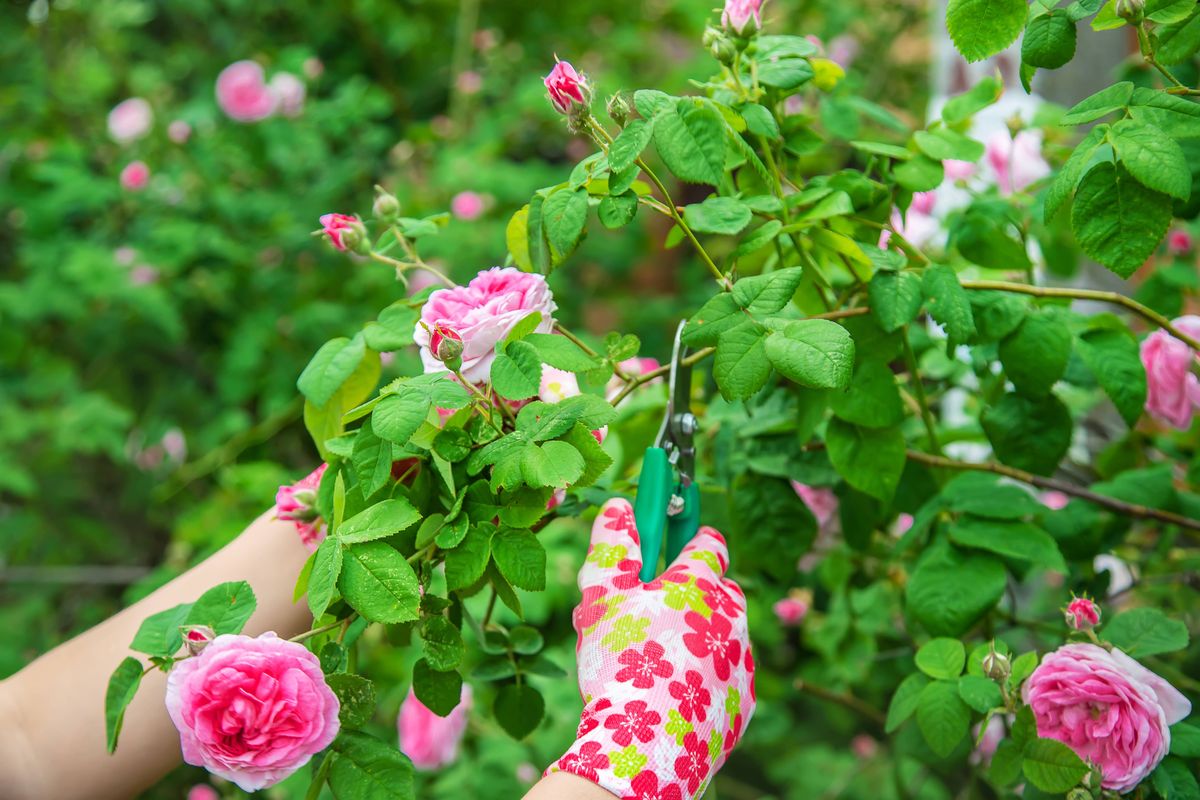 gardener pruning tea rose shears. selective focus. nature