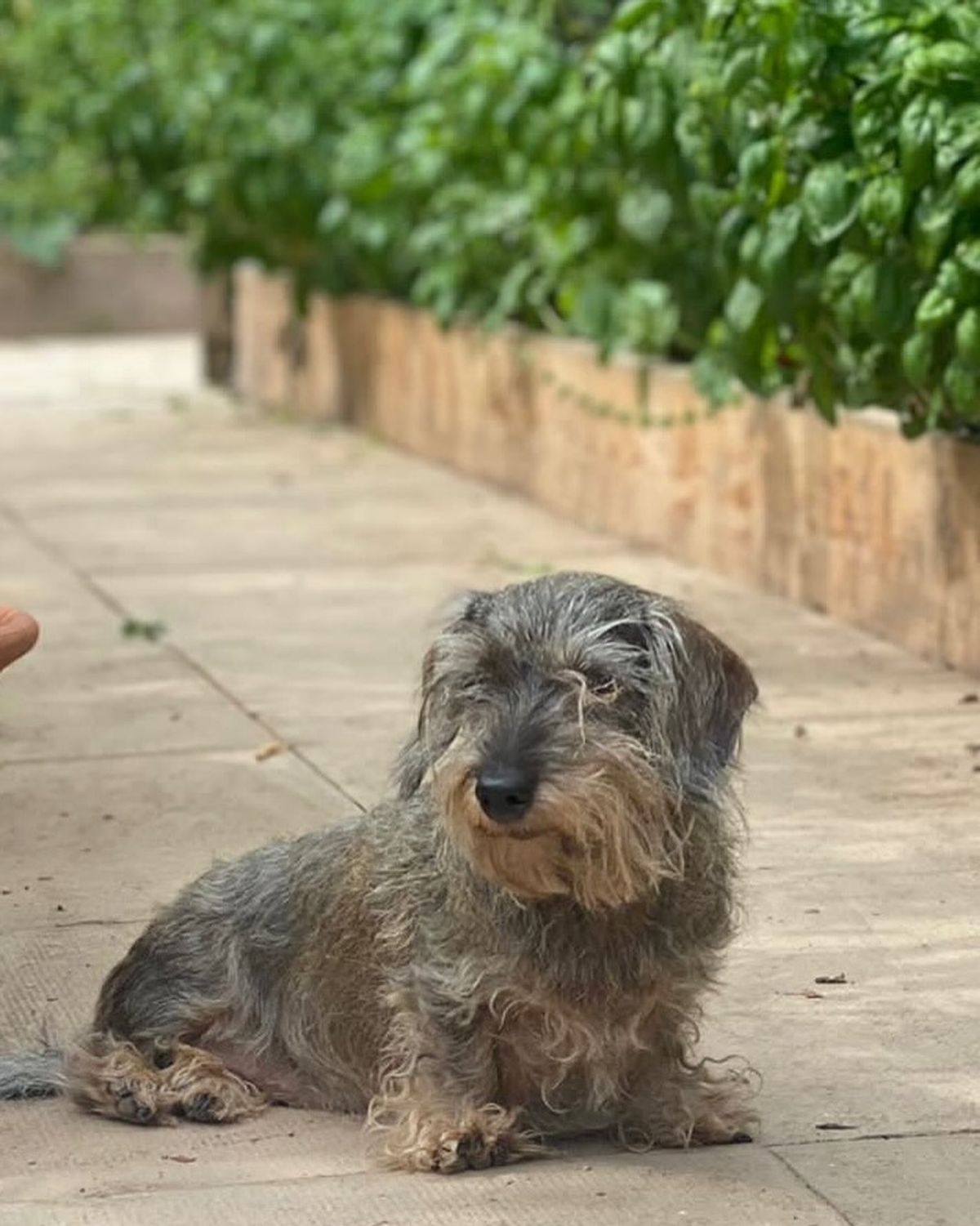 Monty Don's dog Peggy