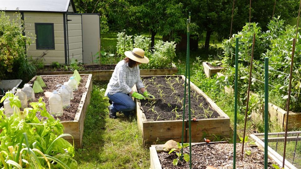 farmer arranges and cares for corn crop on wooden raised bed