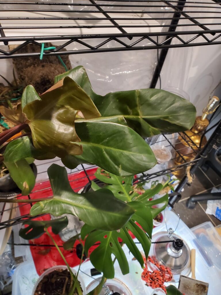 Prop id's? Got these on vacation, NOID. I suspect philodendron?