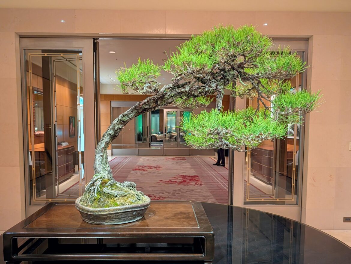 Pine (?) Bonsai at the Tokyo Ritz-Carlton